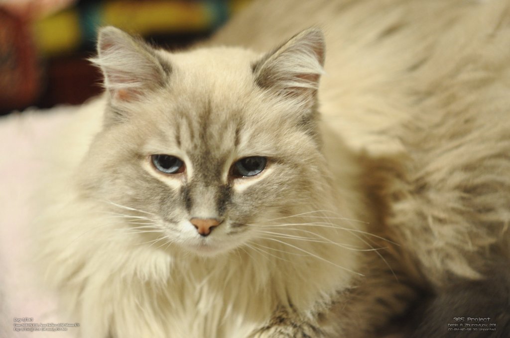 Image 365Project_Day005.jpeg