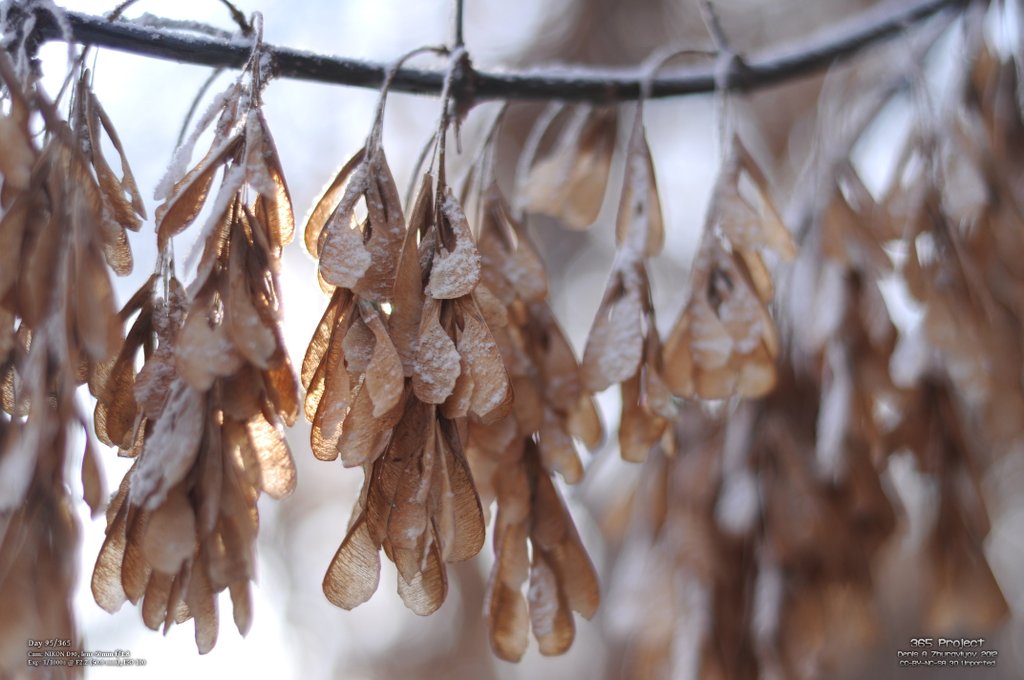 Image 365Project_Day095.jpeg