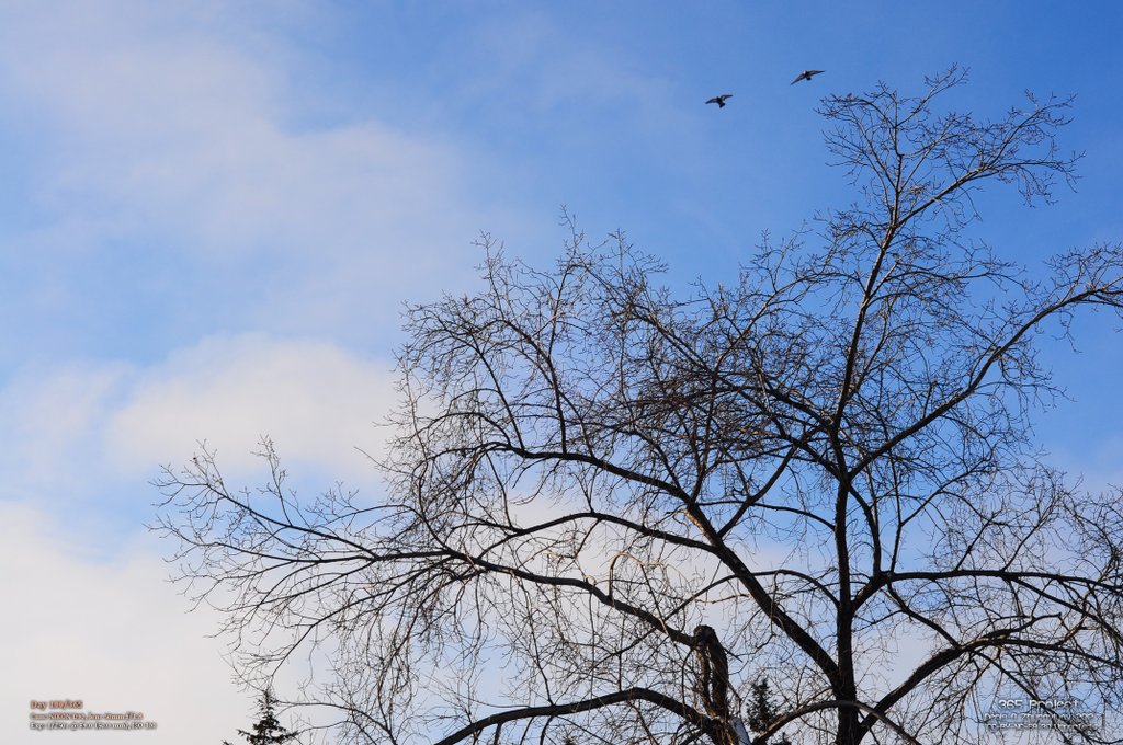 Image 365Project_Day100.jpeg