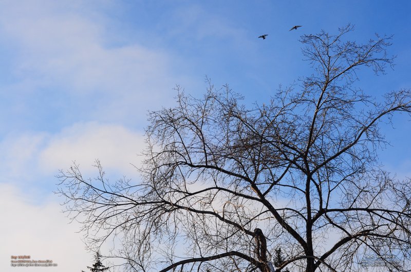 Image 365Project_Day100.jpeg