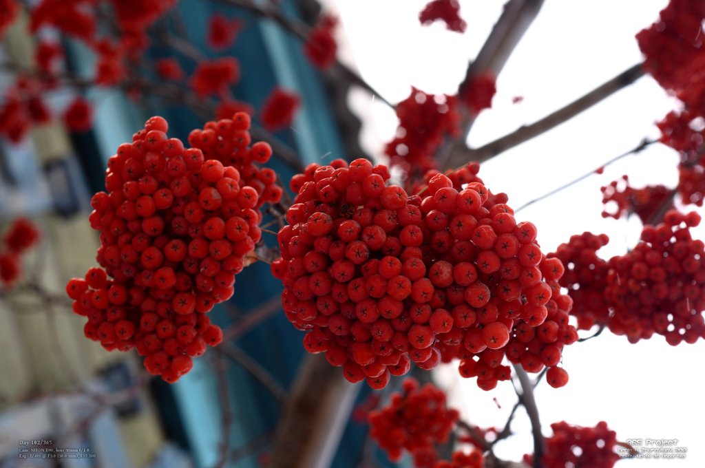 Image 365Project_Day102.jpeg