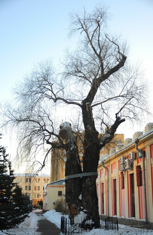 Image 365Project_Day113.jpeg