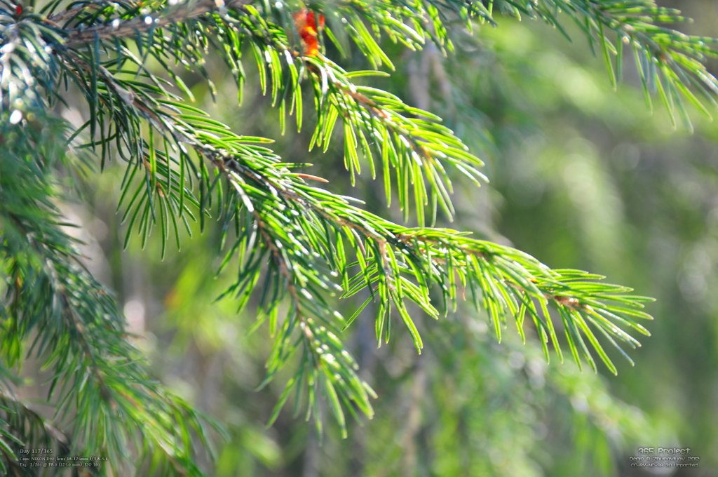 Image 365Project_Day117.jpeg