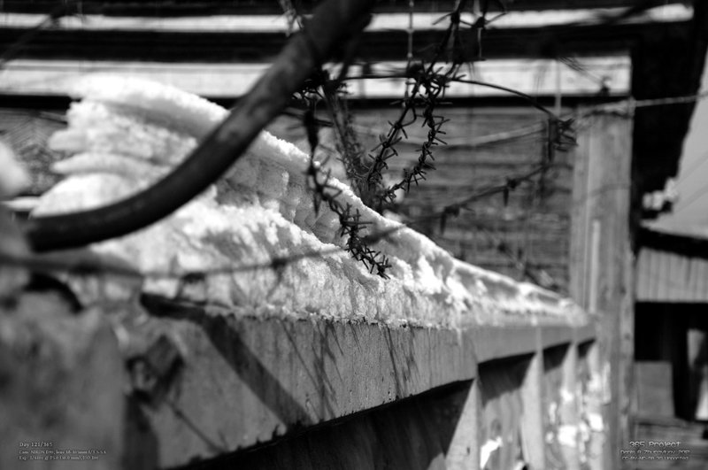 Image 365Project_Day121.jpeg