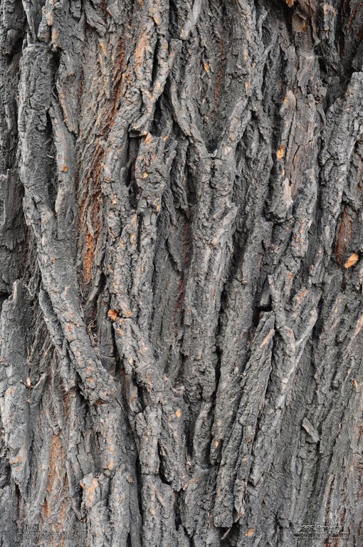 Image 365Project_Day145.jpeg