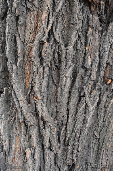 Image 365Project_Day145.jpeg