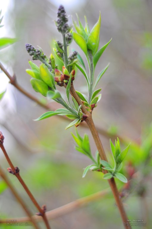 Image 365Project_Day179.jpeg