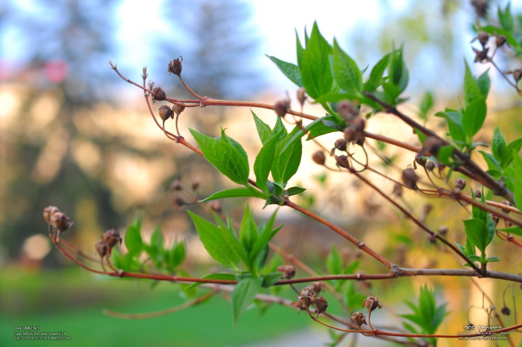 Image 365Project_Day188.jpeg