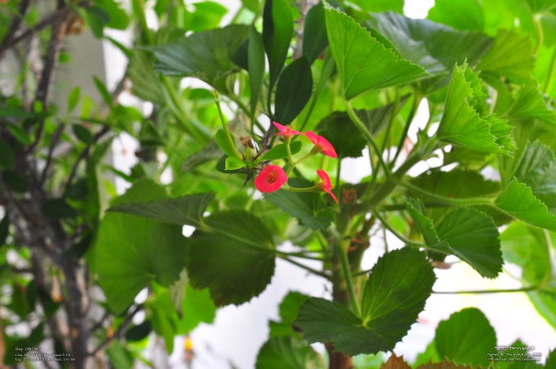 Image 365Project_Day190.jpeg