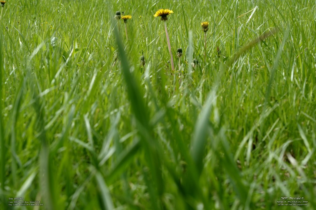 Image 365Project_Day195.jpeg