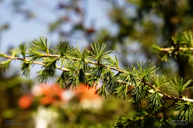 Image 365Project_Day196.jpeg