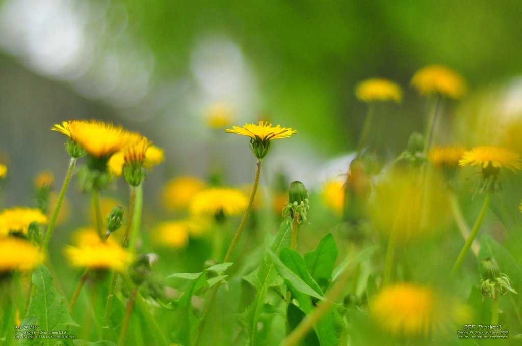 Image 365Project_Day202.jpeg