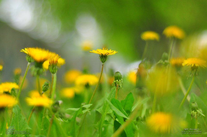 Image 365Project_Day202.jpeg