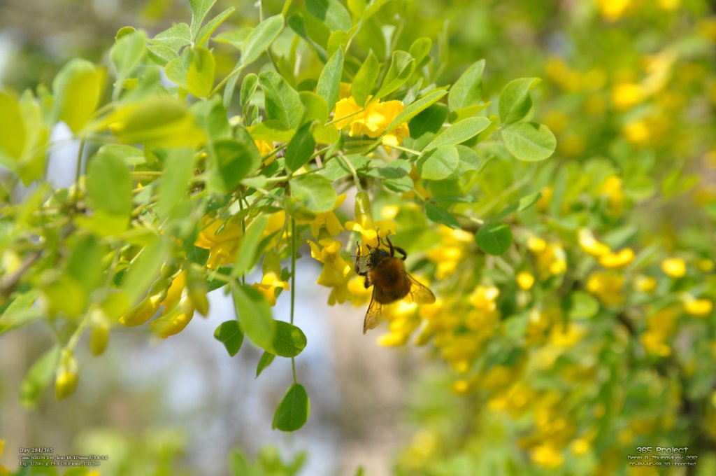 Image 365Project_Day204.jpeg