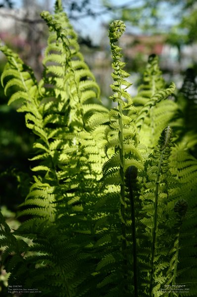 Image 365Project_Day210.jpeg