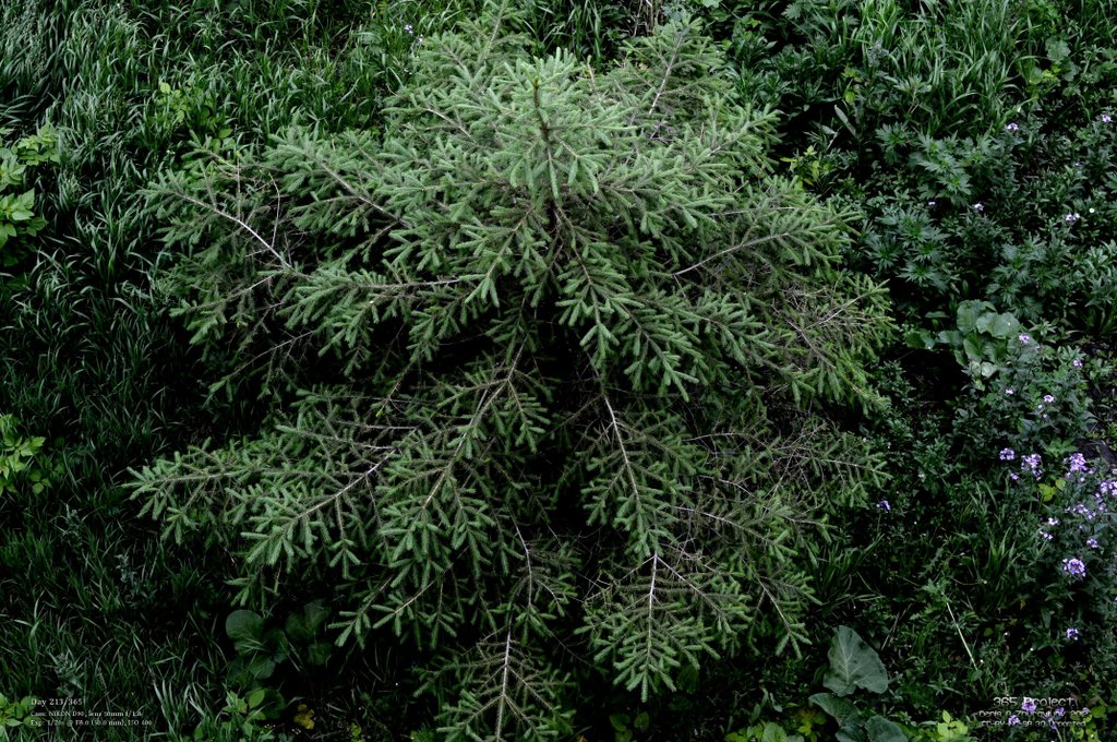 Image 365Project_Day213.jpeg