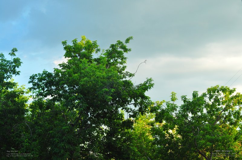 Image 365Project_Day231.jpeg