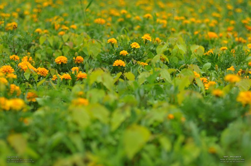 Image 365Project_Day233.jpeg