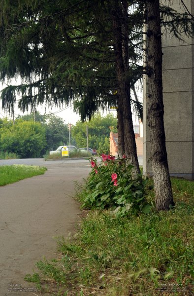 Image 365Project_Day250.jpeg