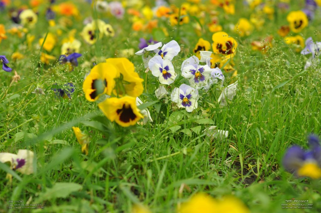 Image 365Project_Day251.jpeg