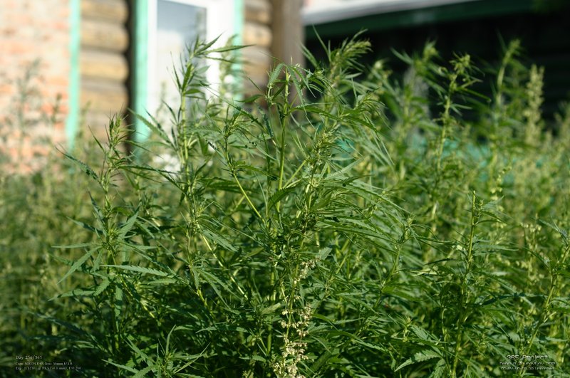 Image 365Project_Day256.jpeg