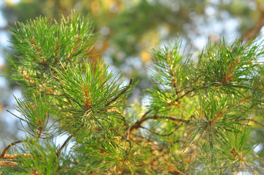 Image 365Project_Day259.jpeg