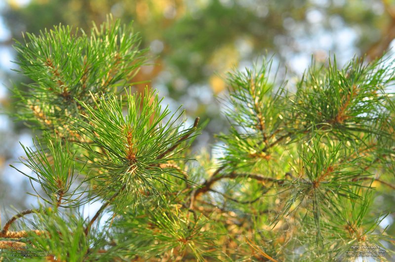 Image 365Project_Day259.jpeg