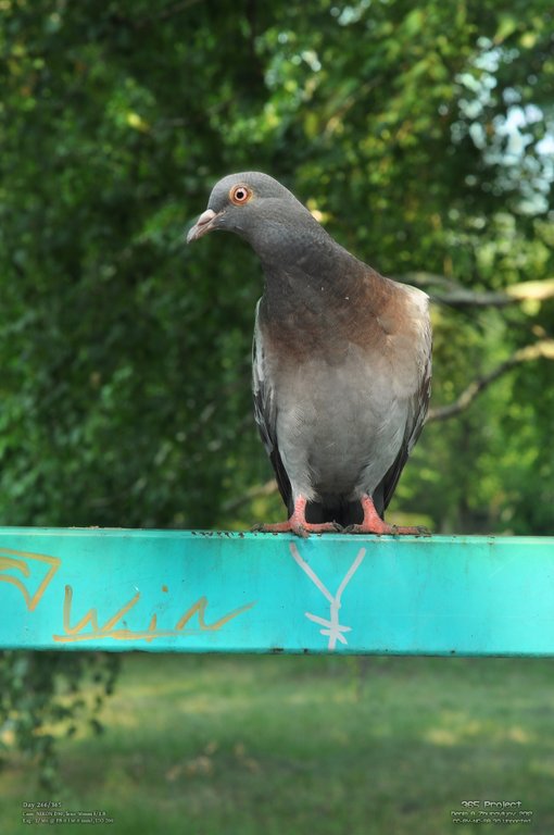 Image 365Project_Day266.jpeg