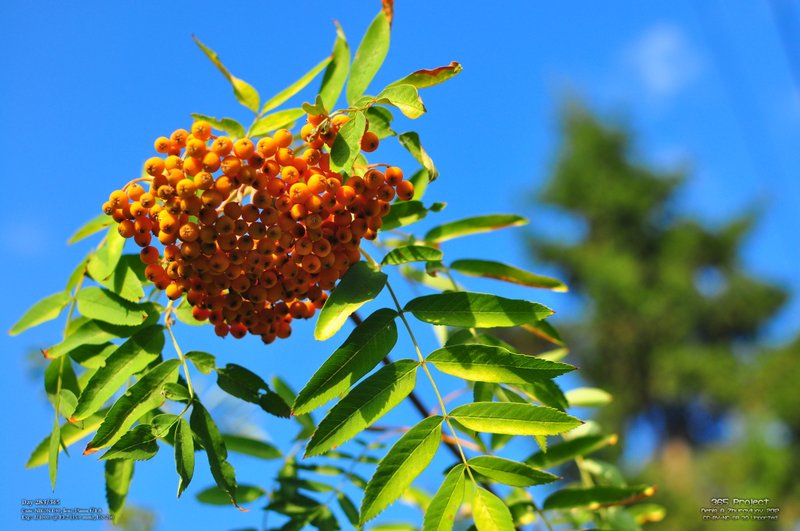 Image 365Project_Day283.jpeg