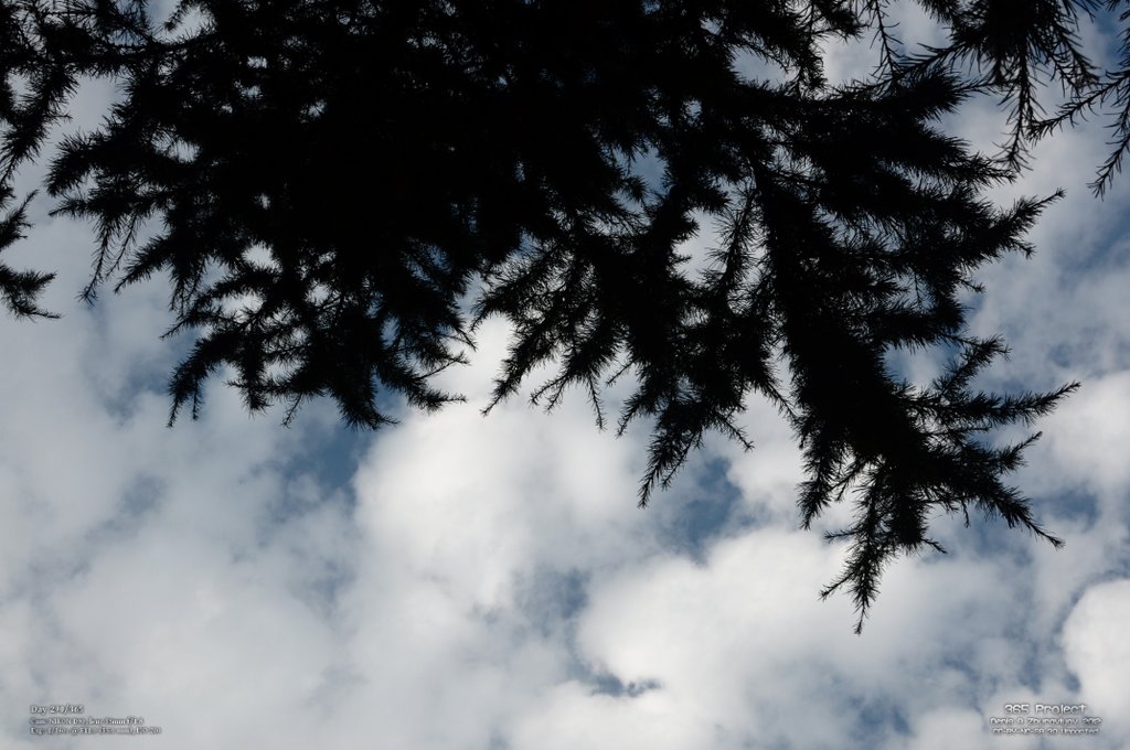 Image 365Project_Day290.jpeg