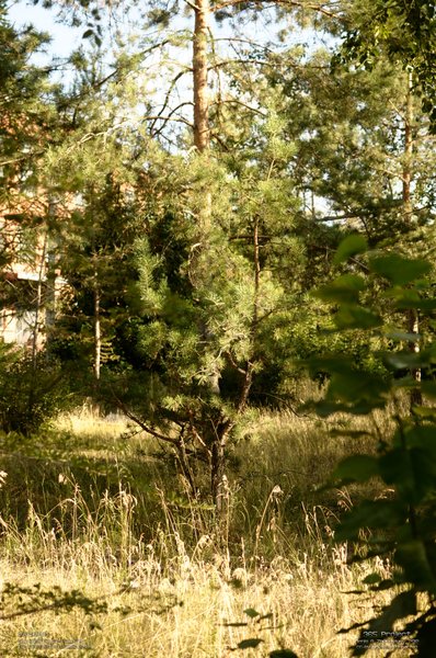 Image 365Project_Day297.jpeg