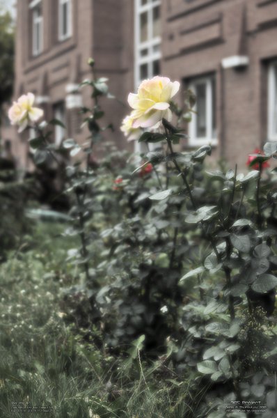 Image 365Project_Day304.jpeg