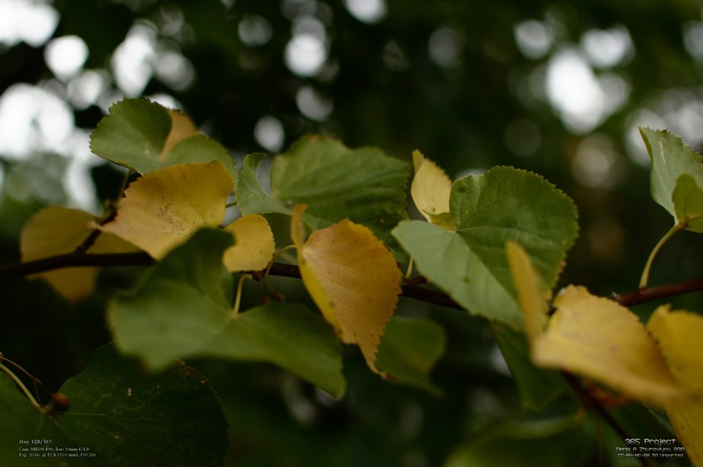 Image 365Project_Day320.jpeg