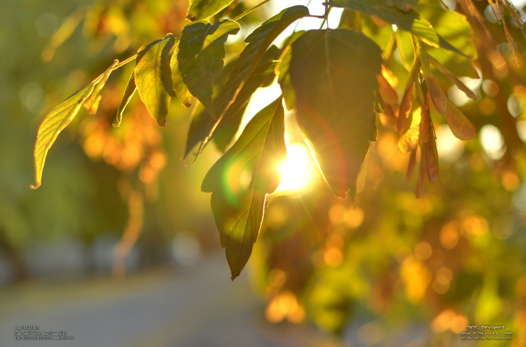 Image 365Project_Day332.jpeg