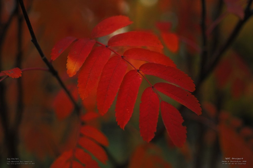 Image 365Project_Day336.jpeg