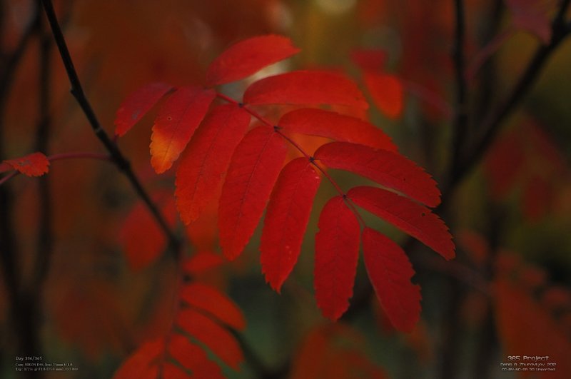 Image 365Project_Day336.jpeg