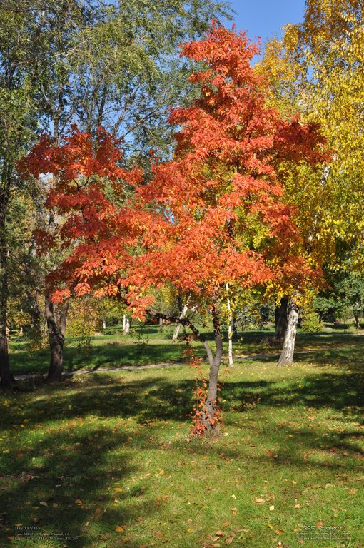 Image 365Project_Day337.jpeg