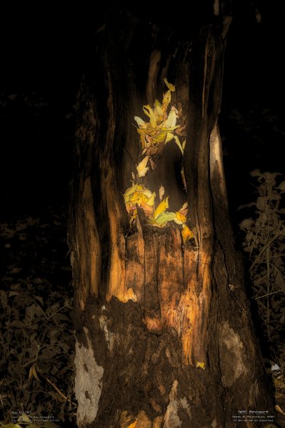 Image 365Project_Day342.jpeg