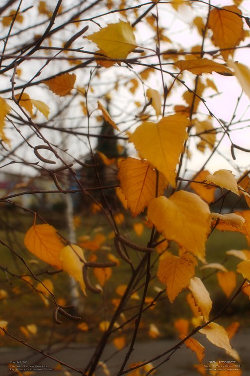 Image 365Project_Day362.jpeg