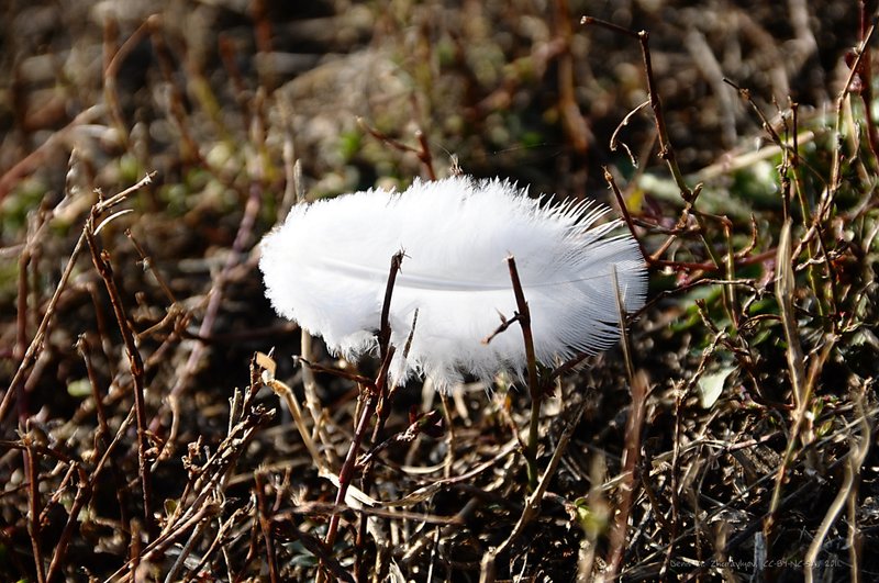 Image DSC_0163_ready.jpg