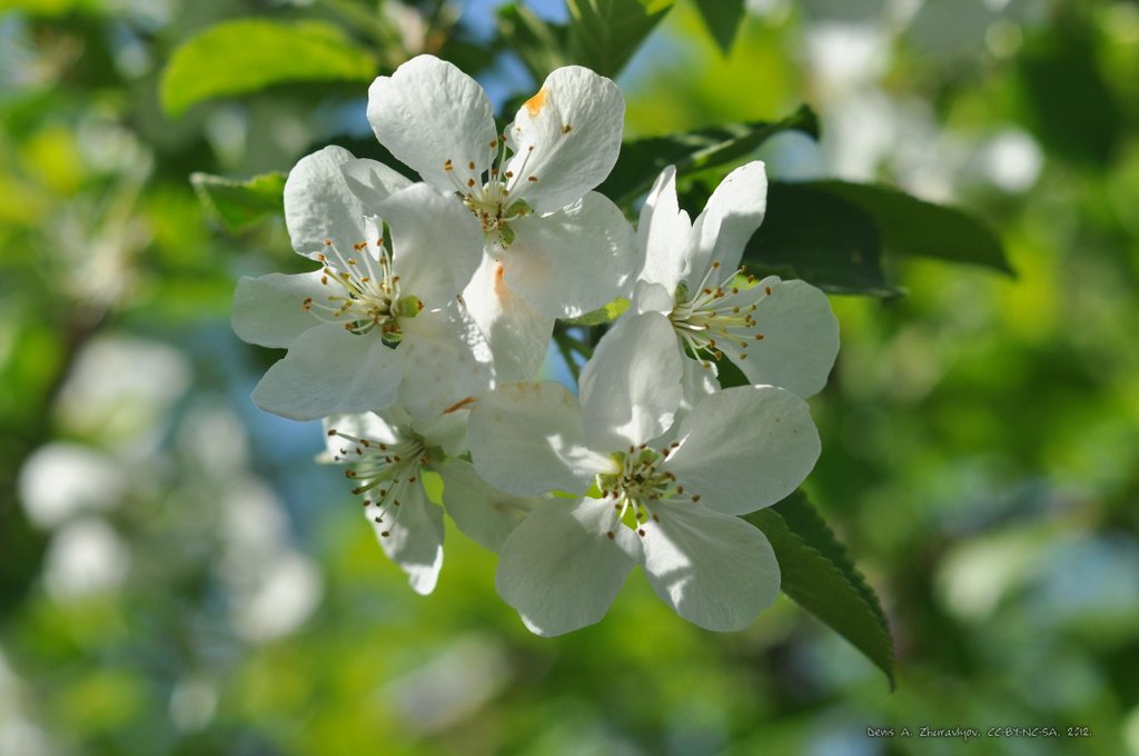 Image 2012-05-26-021_ready.jpg