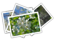 Cherry blossom, 2012 album picture