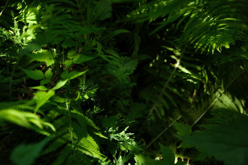 Image DSC_1094_ready.jpg