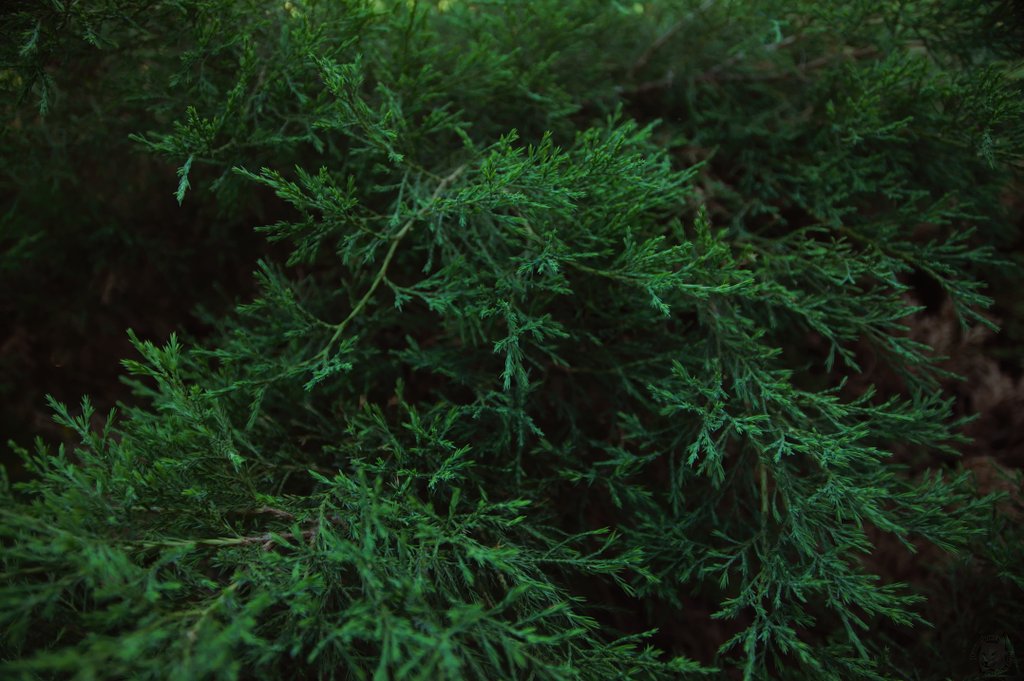 Image DSC_1096_ready.jpg