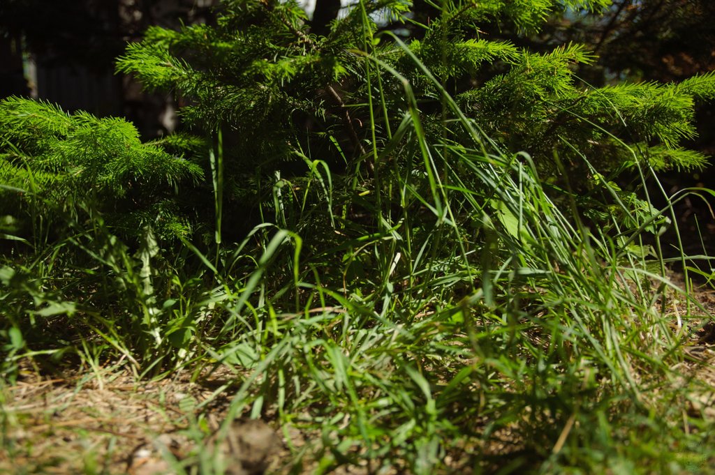 Image DSC_1116_ready.jpg