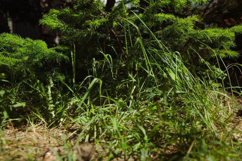 Image DSC_1116_ready.jpg