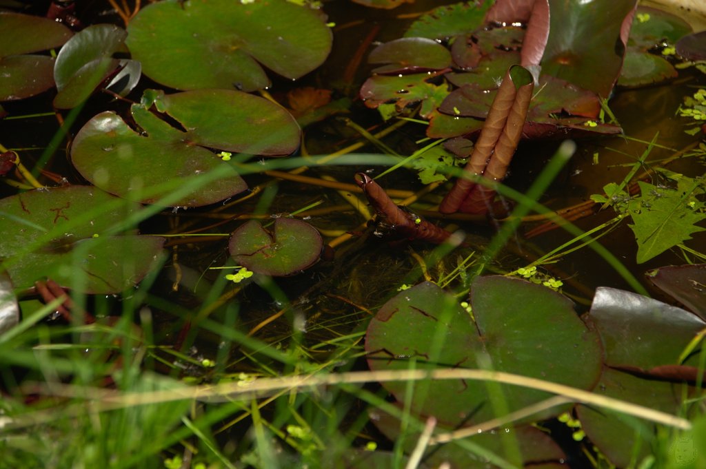 Image DSC_1121_ready.jpg