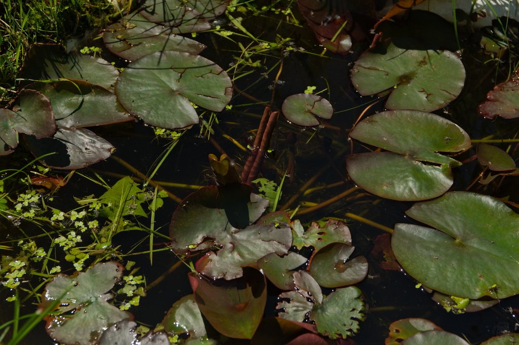 Image DSC_1125_ready.jpg