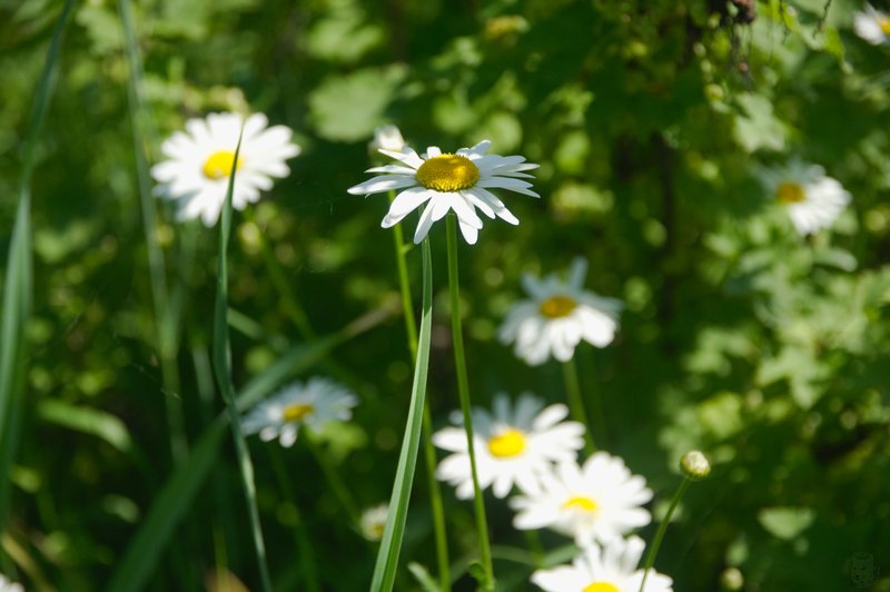 Image DSC_1127_ready.jpg