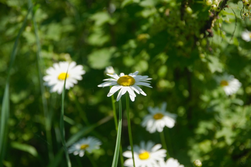 Image DSC_1128_ready.jpg